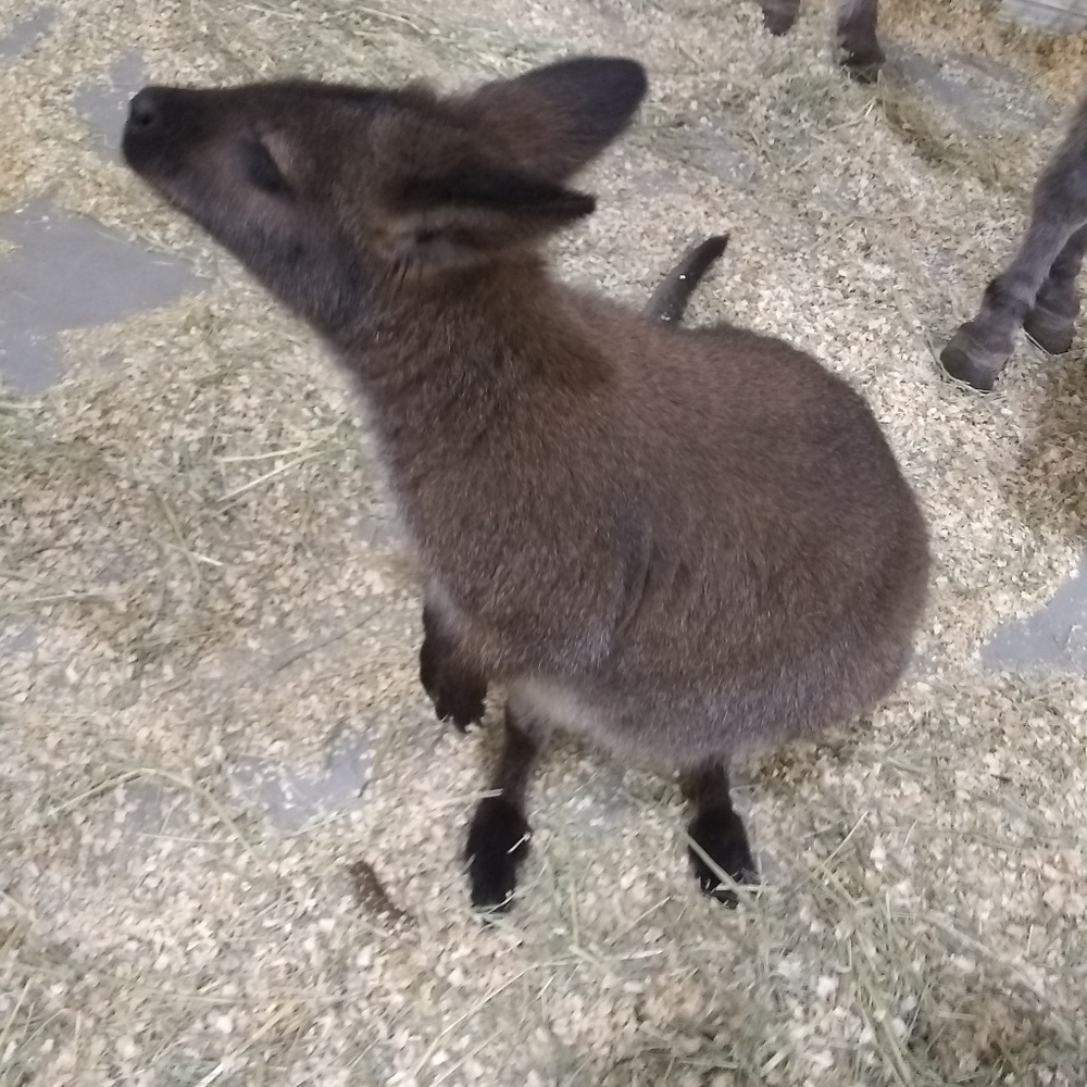 Meet your Posher, Ellie